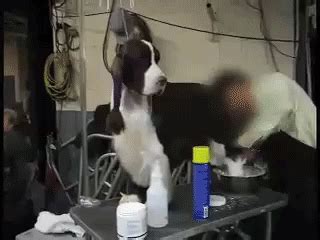 dogsex gif|Dog Sex GIFs .